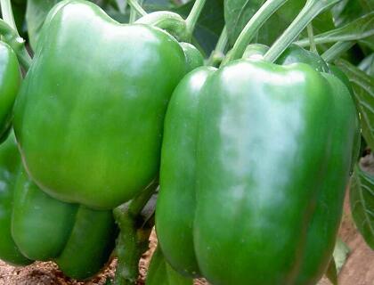 新鮮蔬菜配送：甜椒